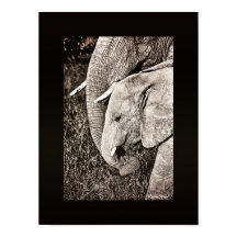 Elephant Foto African Art PORTFOLIO Größe