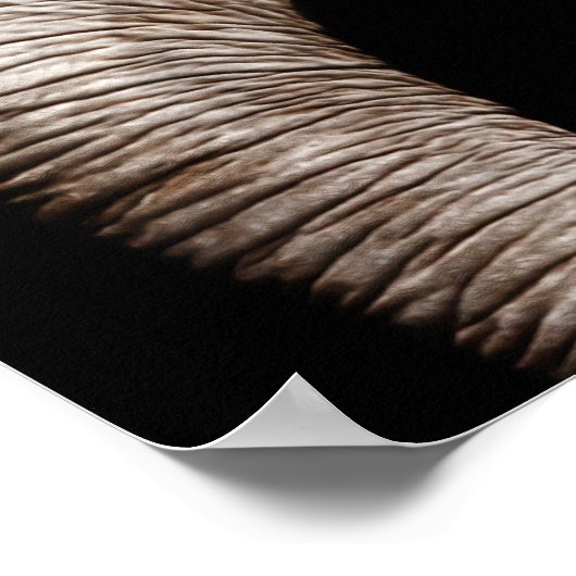 Elephant-Foto-Bild Poster (Ecke)