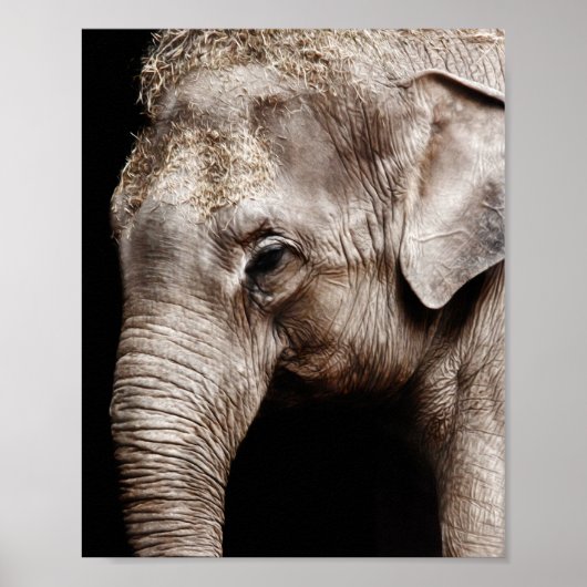 Elephant-Foto-Bild Poster (Vorne)