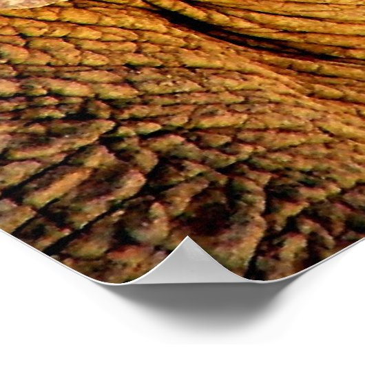 Elephant Foto Poster (Ecke)