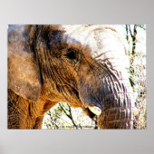 Elephant Foto Poster (Vorne)