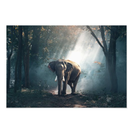 Elephant Foto Print (Vorne)