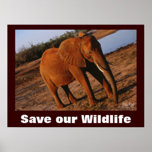 Elephant Foto Rette unser Wildlife Poster