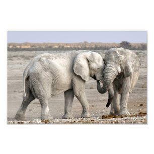 Elephant Fotodruck