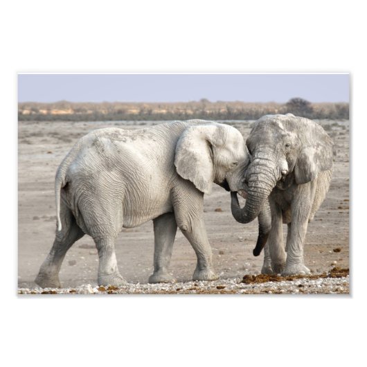 Elephant Fotodruck (Vorne)