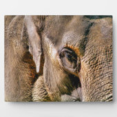 ELEPHANT FOTOPLATTE (Vorderseite)