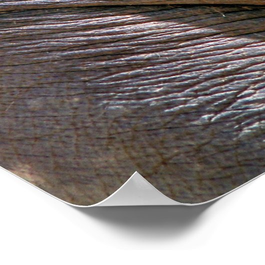 ELEPHANT FUN POSTER (Ecke)