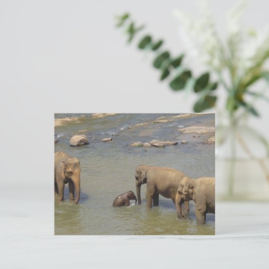 Elephant Herd Postcard Postkarte (Stehend Vorderseite)
