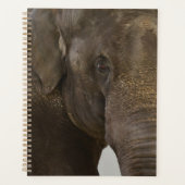 Elephant hoch Nah Planer (Vorderseite)