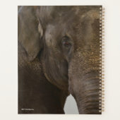 Elephant hoch Nah Planer (Rückseite)