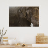Elephant hoch Nah Poster (Küche)