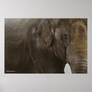 Elephant hoch Nah Poster