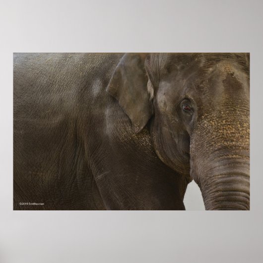 Elephant hoch Nah Poster (Vorne)