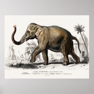 Elephant Illustration Vintag Art Print Poster