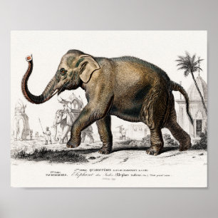 Elephant Illustration Vintag Art Print Poster