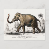 Elephant Illustration Vintag Art Print