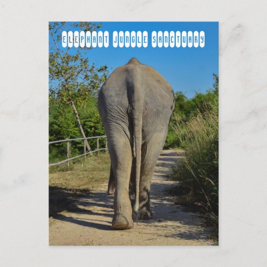 Elephant Jungle Sanctuary Postkarte (Vorderseite)