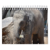 Elephant Kalender (Titelbild)