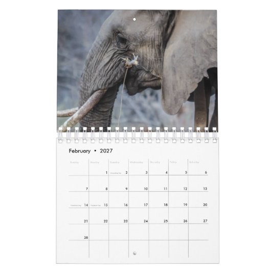 Elephant Kalender (Feb 2027)