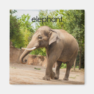 Elephant Kühlschrank Magnet