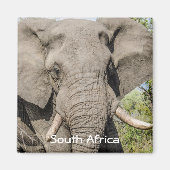 Elephant Kühlschrankmagnet - Südafrika (Vorne)
