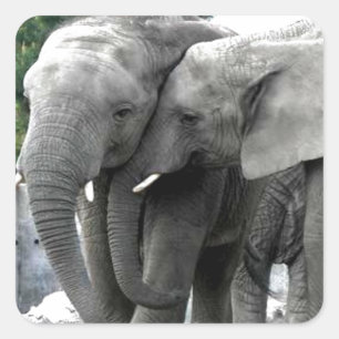 Elephant Liebe Kiss Peace and joy Quadratischer Aufkleber