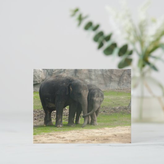 Elephant Loe Postkarte (Stehend Vorderseite)