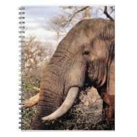 Elephant Lovers Wildlife
