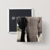Elephant (Loxodonta africana), Abu Camp 3 Button (Vorne & Hinten)