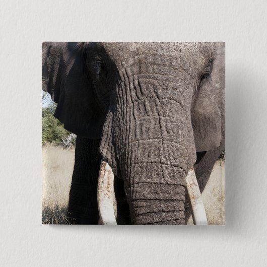 Elephant (Loxodonta africana), Abu Camp 3 Button (Vorderseite)