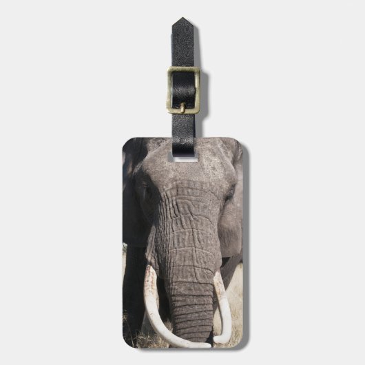 Elephant (Loxodonta africana), Abu Camp 3 Gepäckanhänger (Vorderseite vertikal)