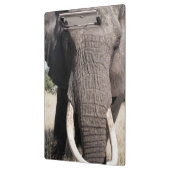 Elephant (Loxodonta africana), Abu Camp 3 Klemmbrett (Links)