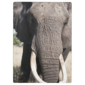Elephant (Loxodonta africana), Abu Camp 3 Klemmbrett (Rückseite)