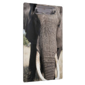 Elephant (Loxodonta africana), Abu Camp 3 Klemmbrett (Rechts)