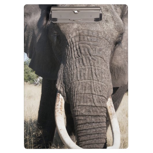 Elephant (Loxodonta africana), Abu Camp 3 Klemmbrett (Vorderseite)