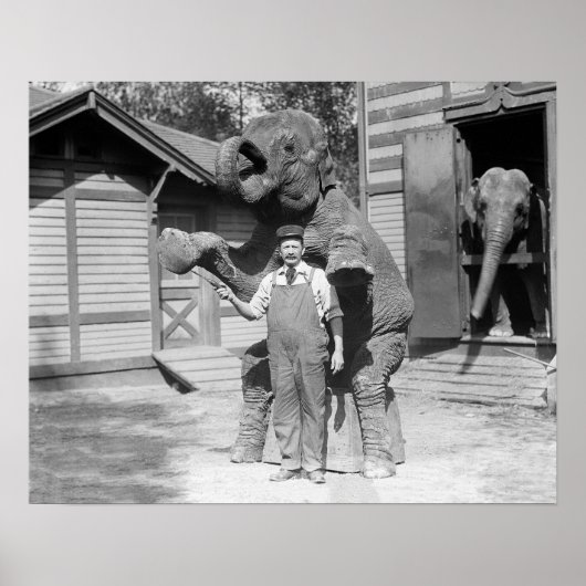 Elephant macht einen Trick, 1915. Vintages Foto Poster (Vorne)