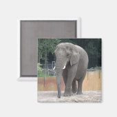 Elephant Magnet (Vorderseite/Rückseite)
