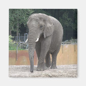 Elephant Magnet (Vorne)