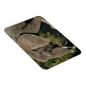 Elephant Magnet (Rechte Seite)