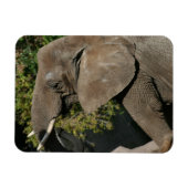 Elephant Magnet (Horizontal)