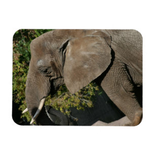 Elephant Magnet