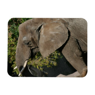 Elephant Magnet
