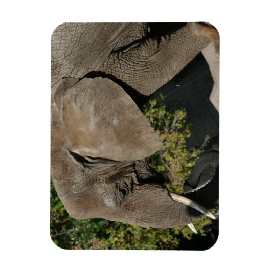 Elephant Magnet (Vertikal)