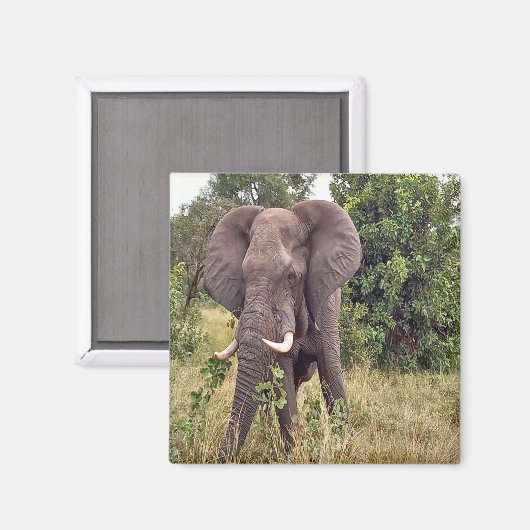 Elephant Magnet (Vorderseite/Rückseite)