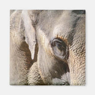 ELEPHANT MAGNET