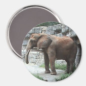 Elephant Magnet (Vorderseite/Rückseite)