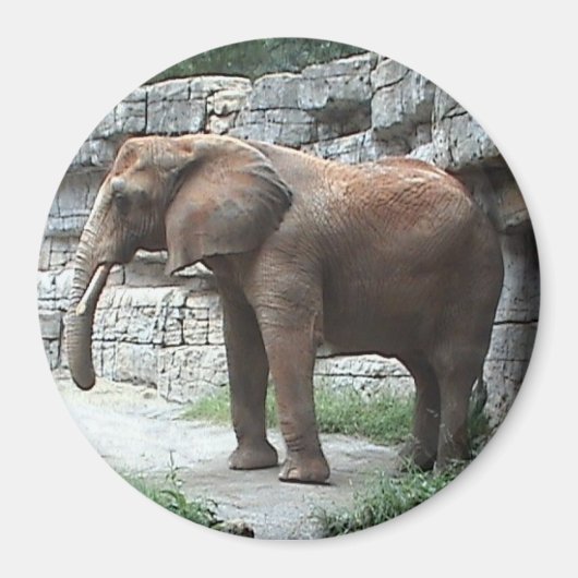 Elephant Magnet (Vorne)