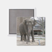 ELEPHANT-Magnet Magnet (Vorderseite/Rückseite)