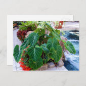 Elephant Ohr Container Pflanze Garten Foto Postkarte (Vorne/Hinten)