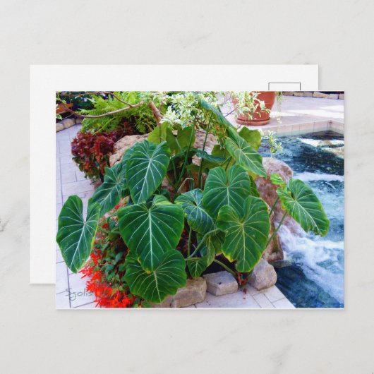 Elephant Ohr Container Pflanze Garten Foto Postkarte (Vorne/Hinten)